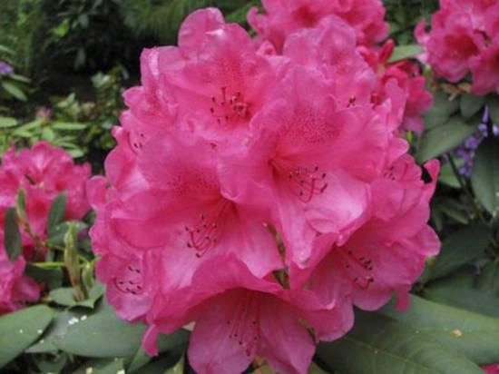 Rhododendron Anna Rose Whitney