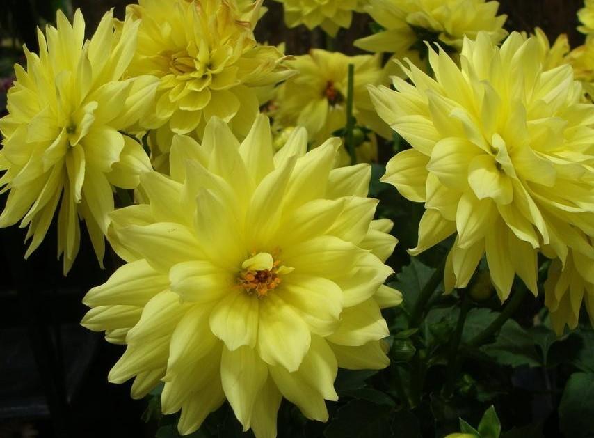 Dahlia Durango