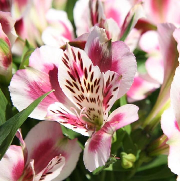 Alstroemeria Inticancha White Pink