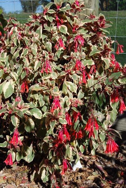 Fuchsia Firecracker