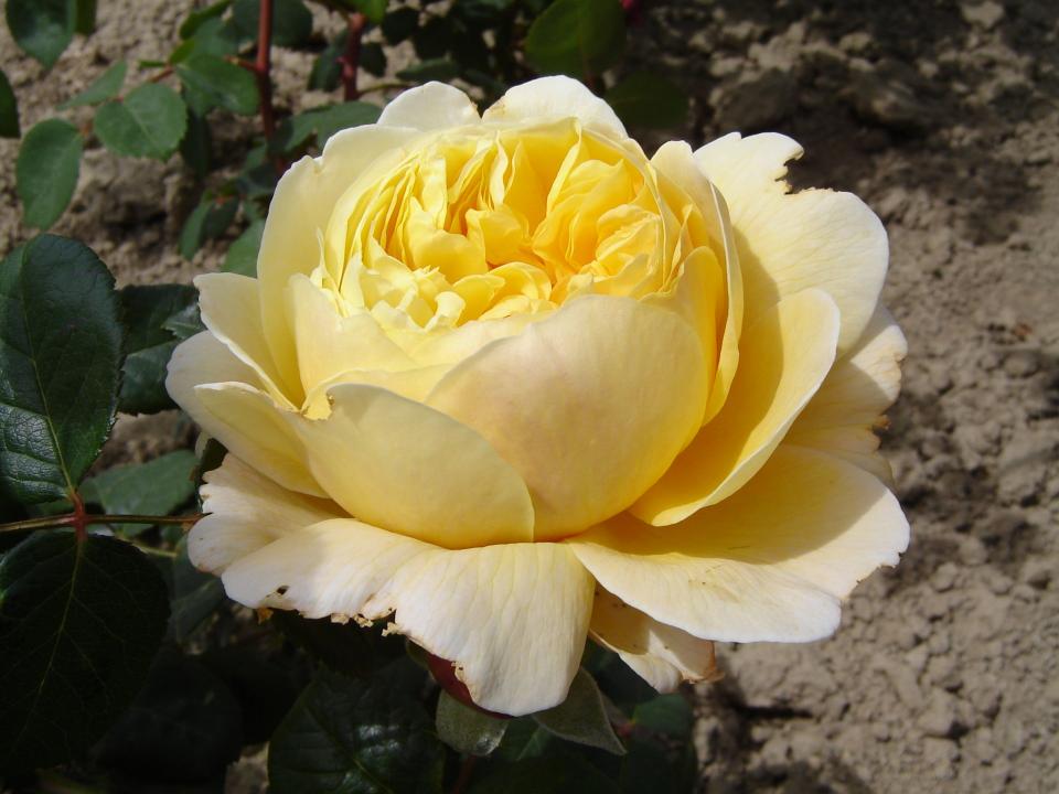 Rose Charles Darwin