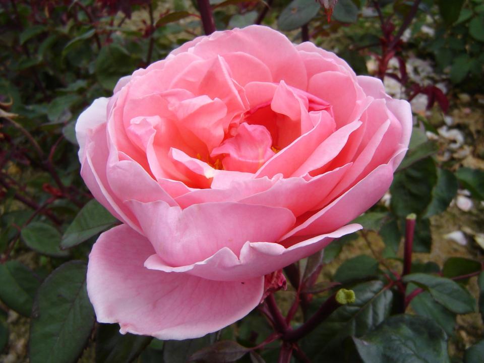 Rose Brother Cadfael