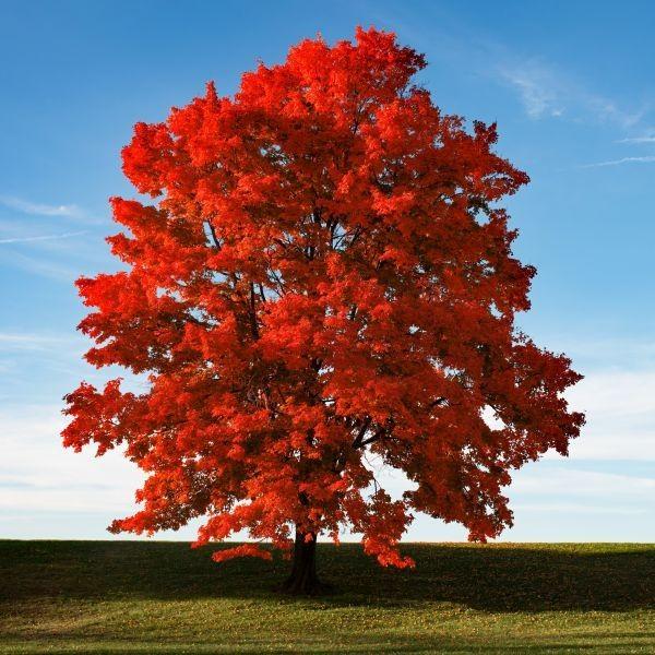 Acer rubrum Red Sunset | Red Maple | The Plant Store NZ