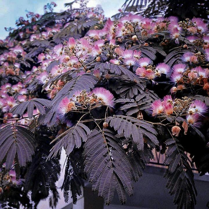 Albizia Julibrissin Summer Chocolate