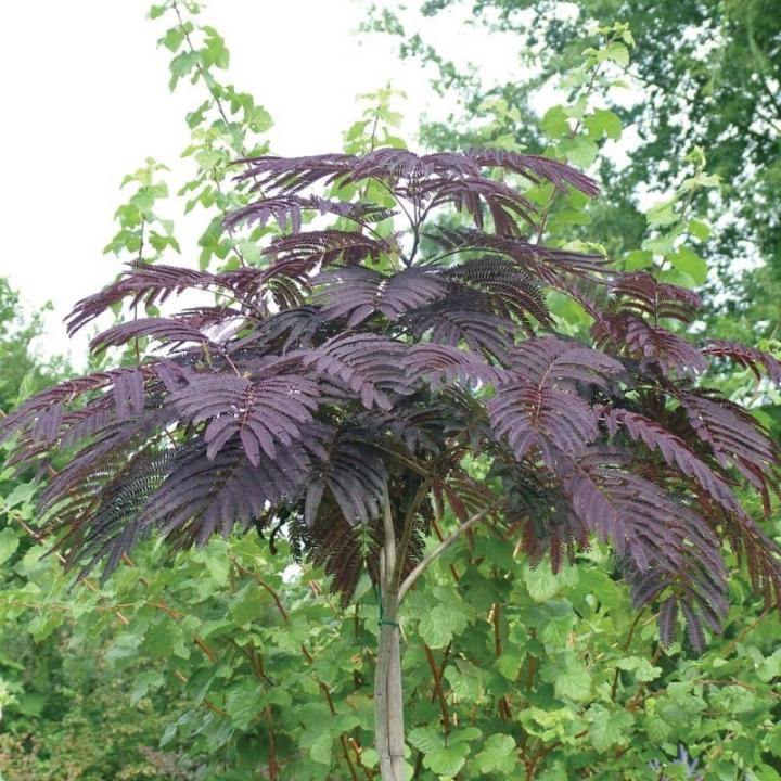 Albizia julibrissin Summer Chocolate