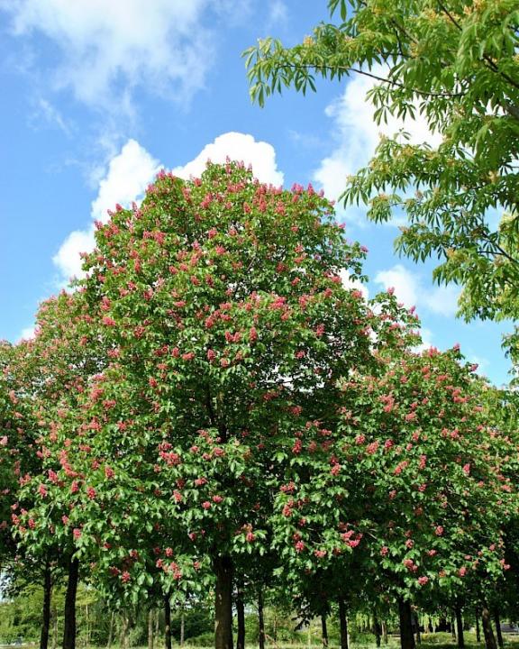 Aesculus carnea