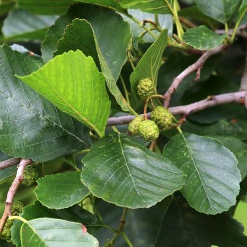 Alnus glutinosa | European Alder | The Plant Store NZ