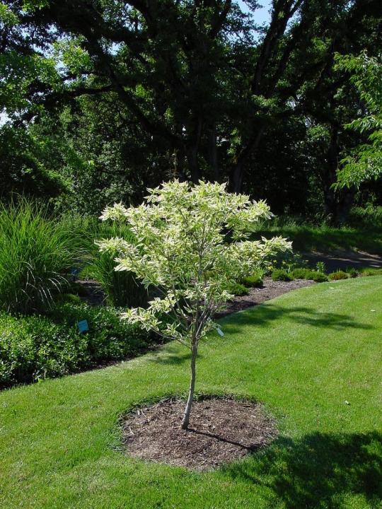 Cornus florida Cherokee Daybreak | Flowering Dogwood | The Plant Store NZ