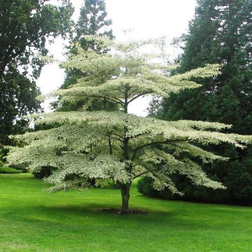 Cornus alternifolia Argentea