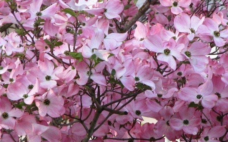 cornus-florida-spring-song-flowering-dogwood-the-plant-store-nz