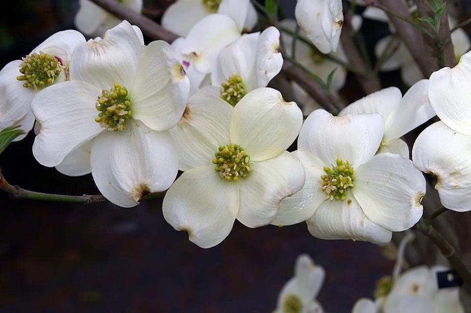 Cornus florida Cloud Nine | Flowering Dogwood | The Plant Store NZ