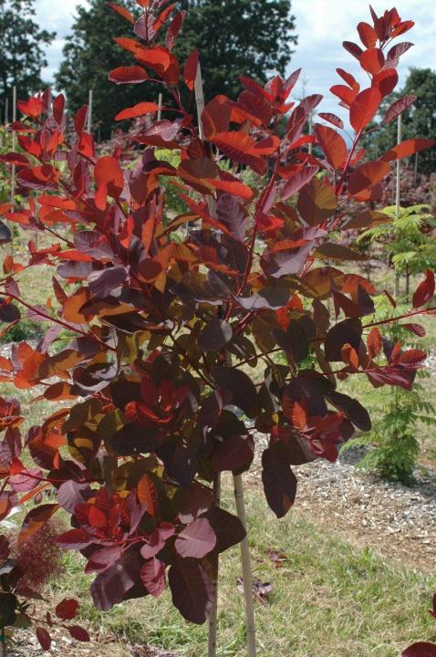 Cotinus coggygria Grace