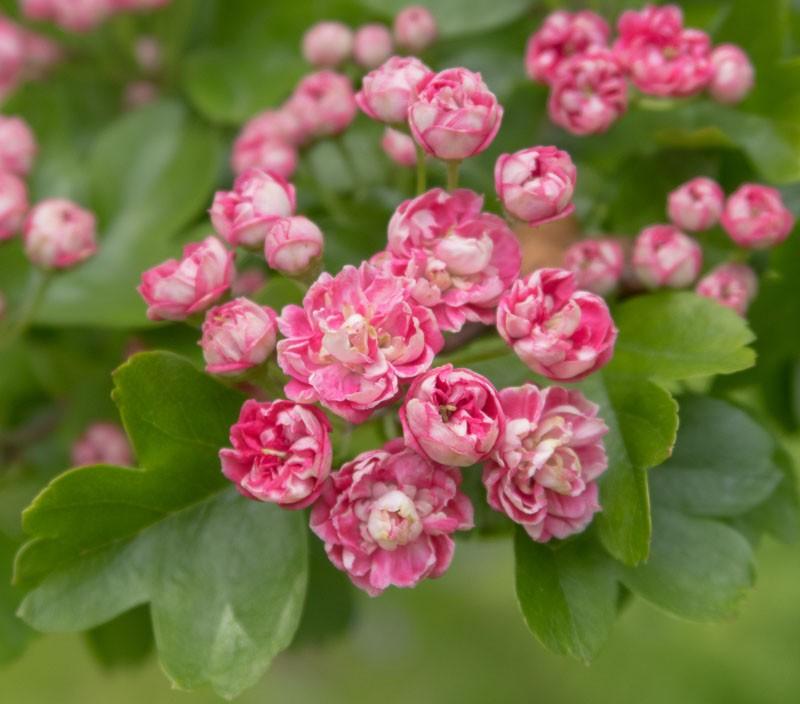 Crataegus laevigata Rosea Flore Pleno