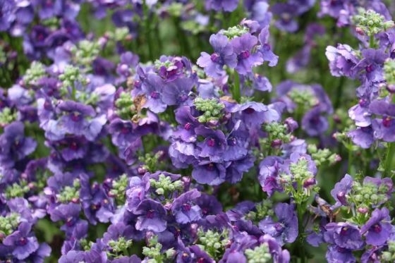 Nemesia Blueberry Ripple - 14cm Pot