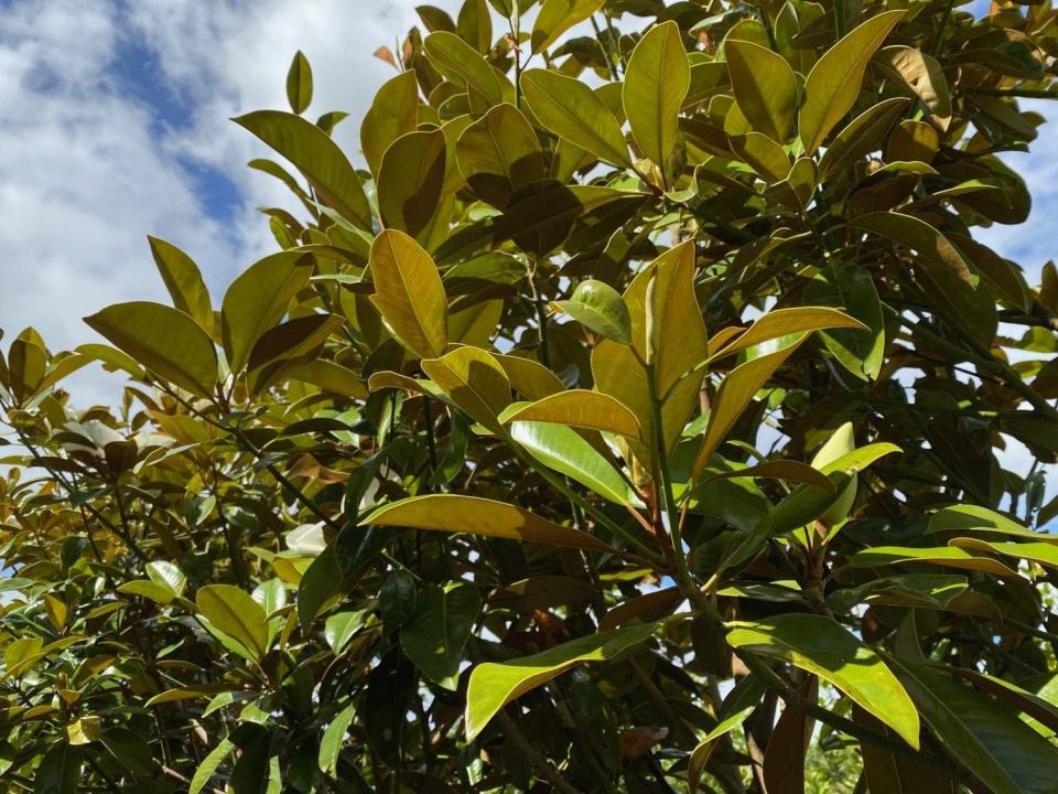 Magnolia grandiflora ferruginea