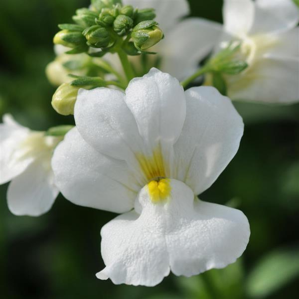 Nemesia Poetry White 6 x 4 packs