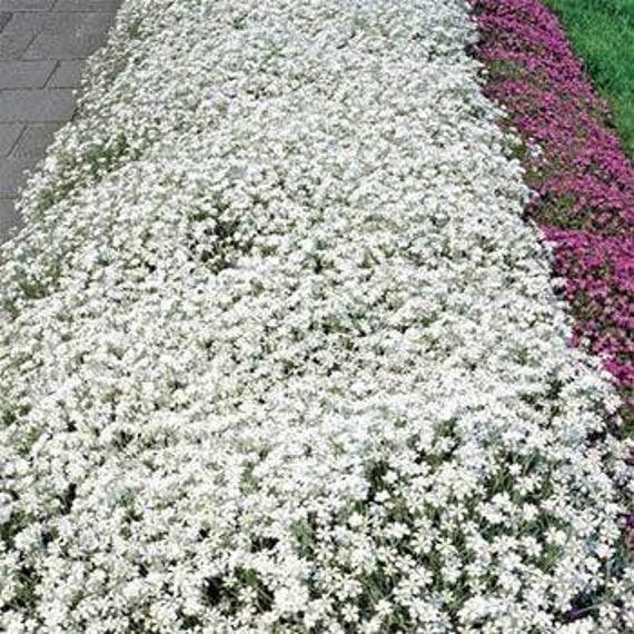 Cerastium tomentosum | Snow in Summer | The Plant Store NZ