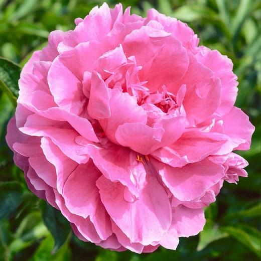 Peony Dr Alexander Fleming