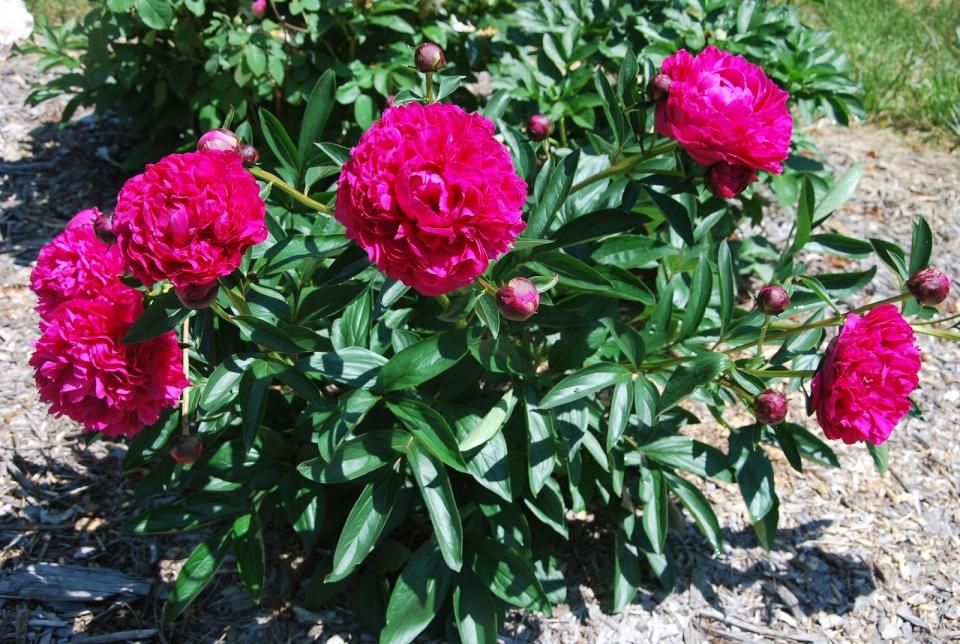 Paeonia lactiflora Kansas - Peony