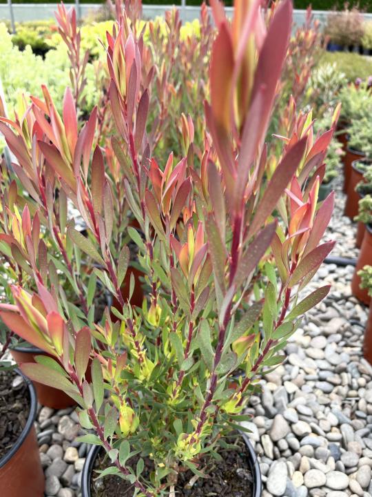 Leucadendron Jester