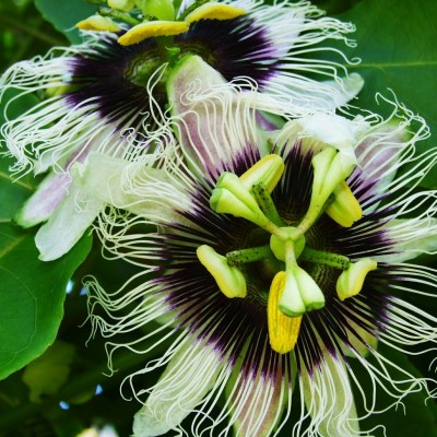 Passionfruit - a stunning edible climber