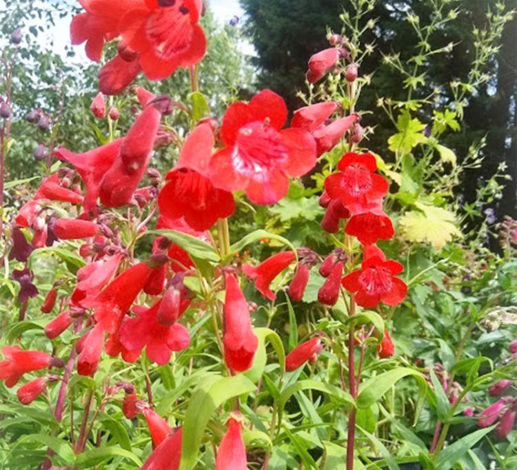 Penstemon King George