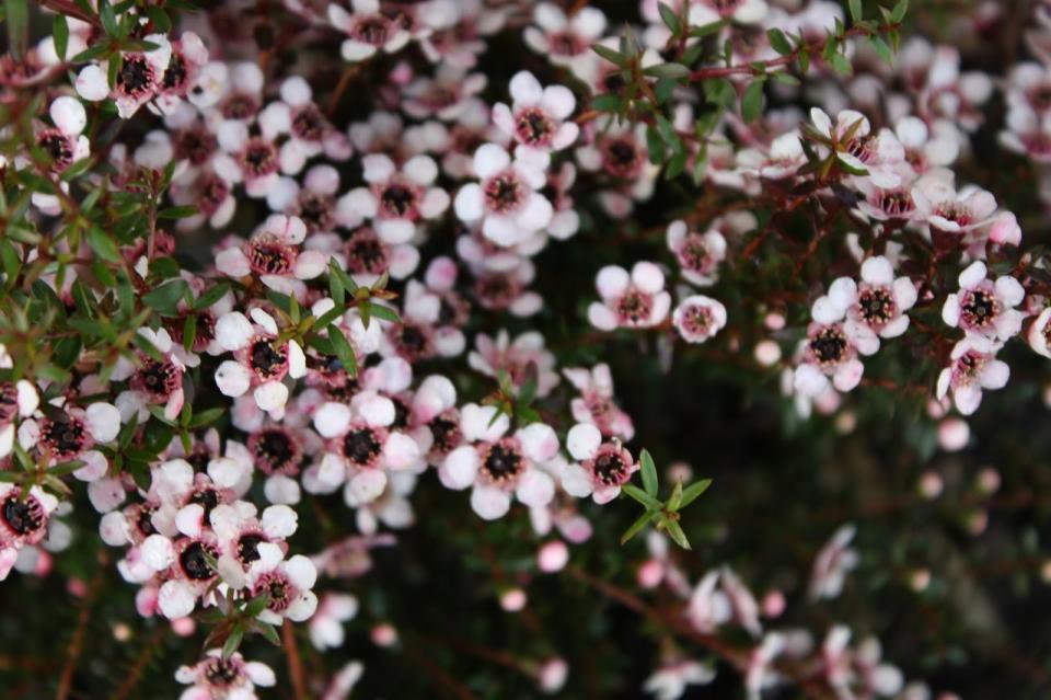 Manuka / New Zealand Tea Tree -- Leptospermum scoparium – Pans Garden  Nursery