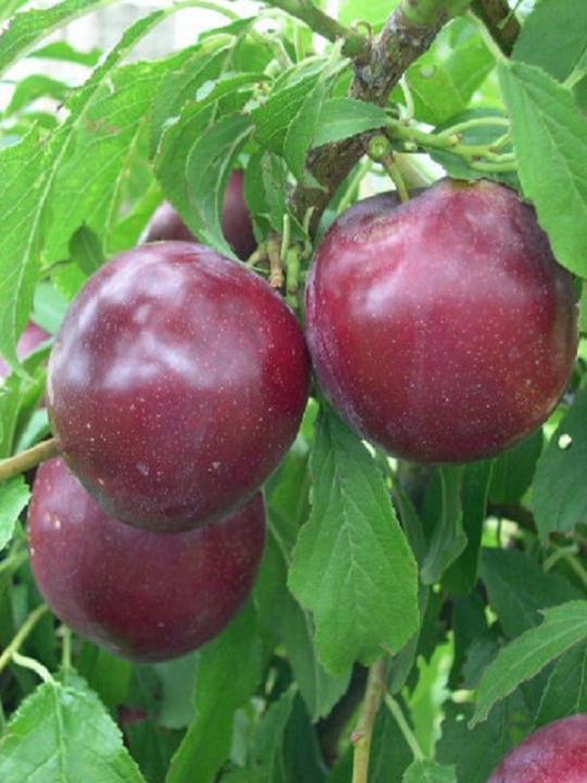 Plum Doris Red