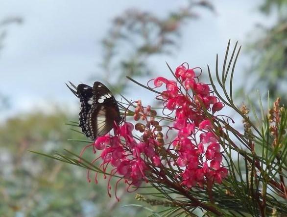 grevillea-cherry-ripe