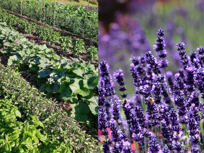 The Benefits Of Planting Lavender In Your Edible Garden
