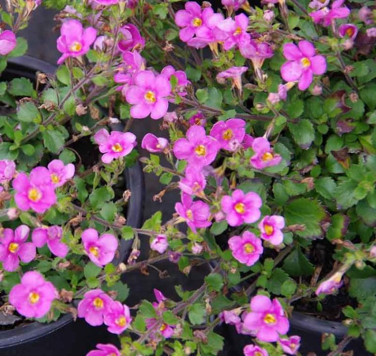 Bacopa Bright Pink